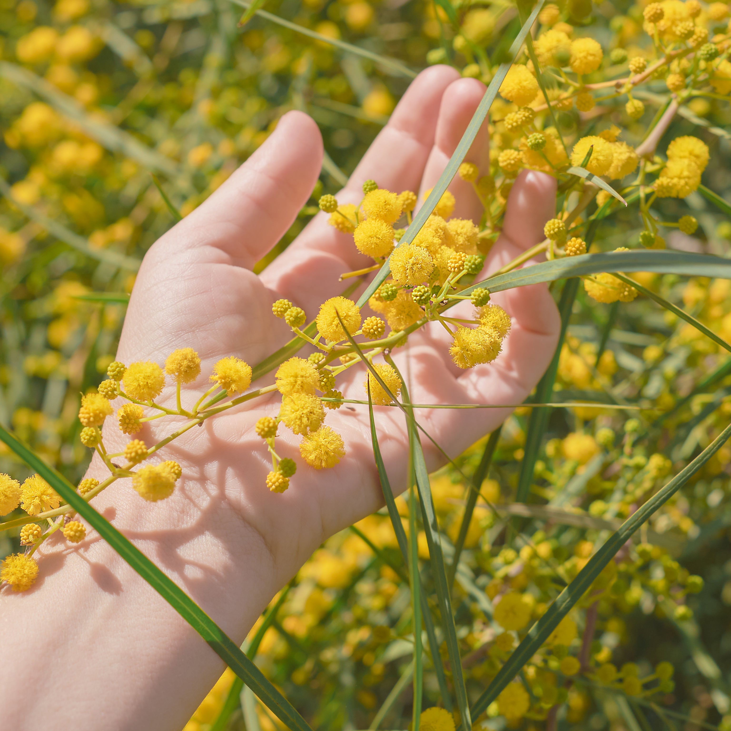 Immortelle trend in perfumery 2025 – golden everlasting flower used in niche perfumes for its warm honeyed, herbal and amber notes symbolizing timeless beauty and nature revival