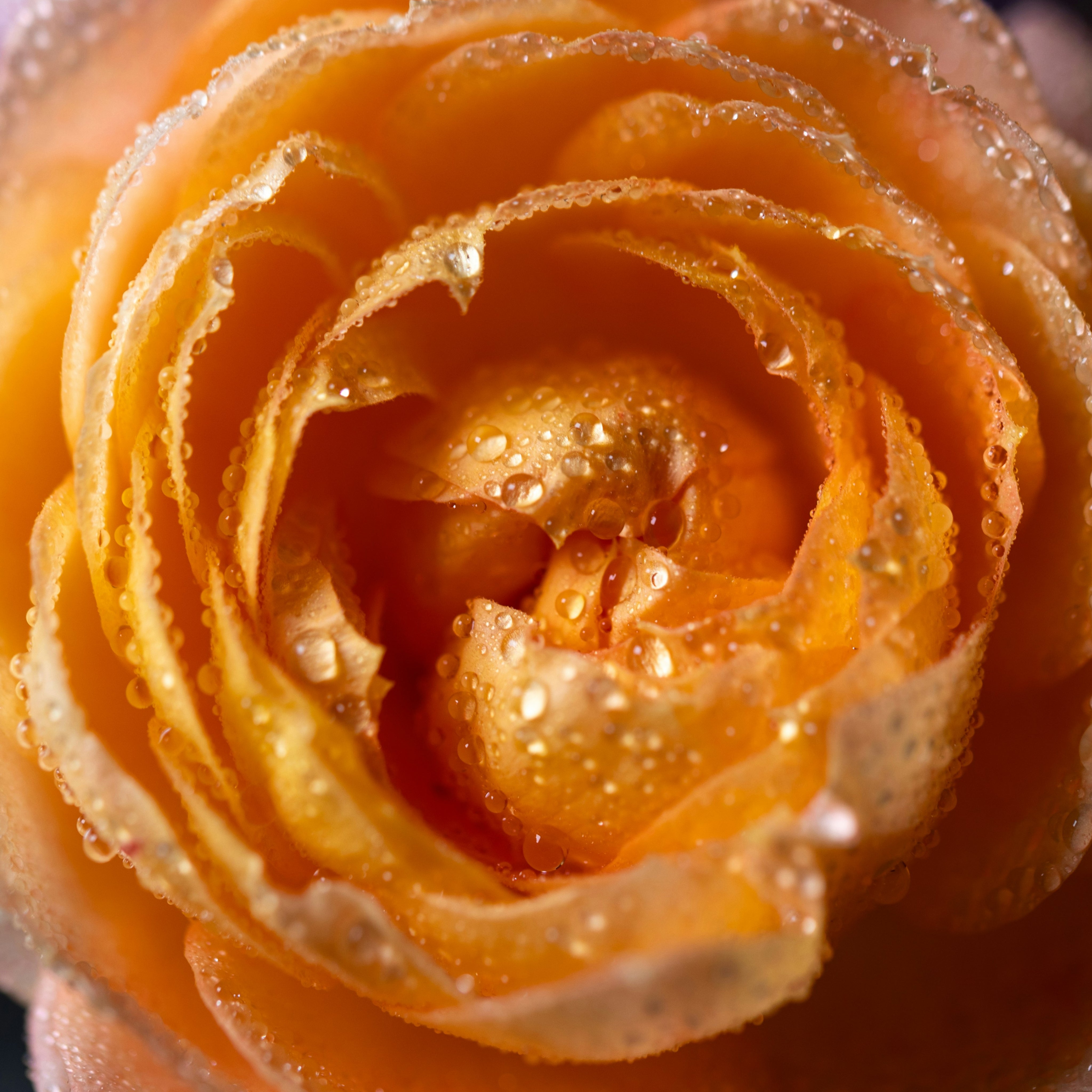 New from Les Indémodables: Oranger Sirocco and Rose de Jamal in Extrait Absolu