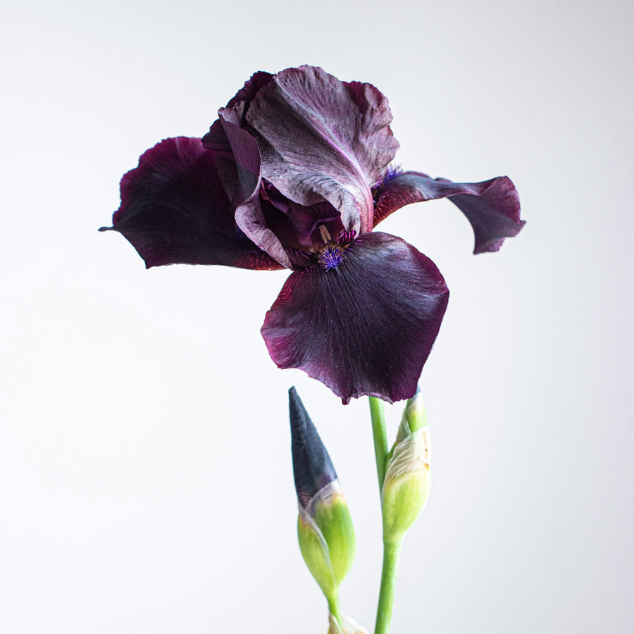 modern-iris-perfume-comparison-velvet-iris-per-se-visionary-eye.jpg