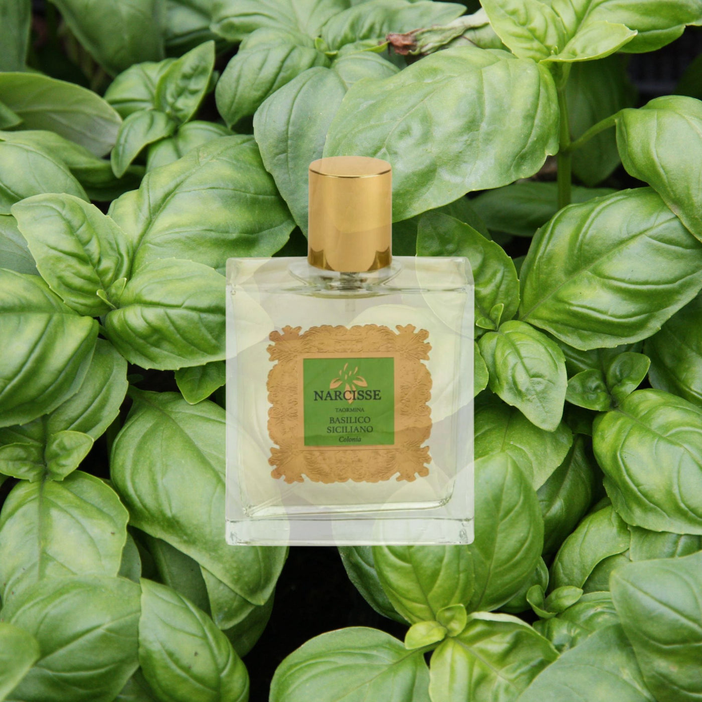 Perfume Narcisse Taormina Basilico Siciliano 